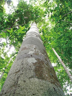 ���ѥ��Хޥ�ޥ� �ץ�ߥ���