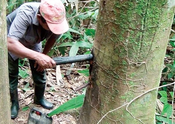 ���ѥ��Хޥ�ޥ� �ץ�ߥ���