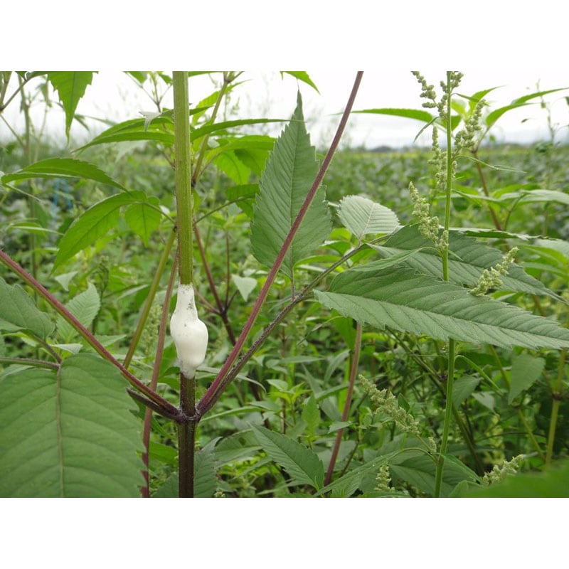 サンエー パクパク PK89S