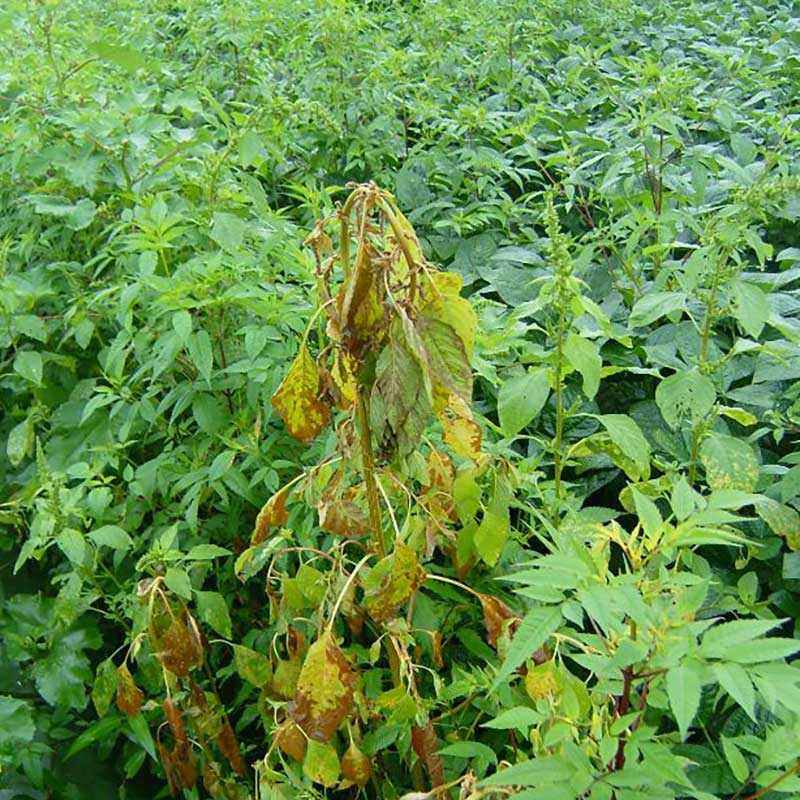 サンエー パクパク PK89S