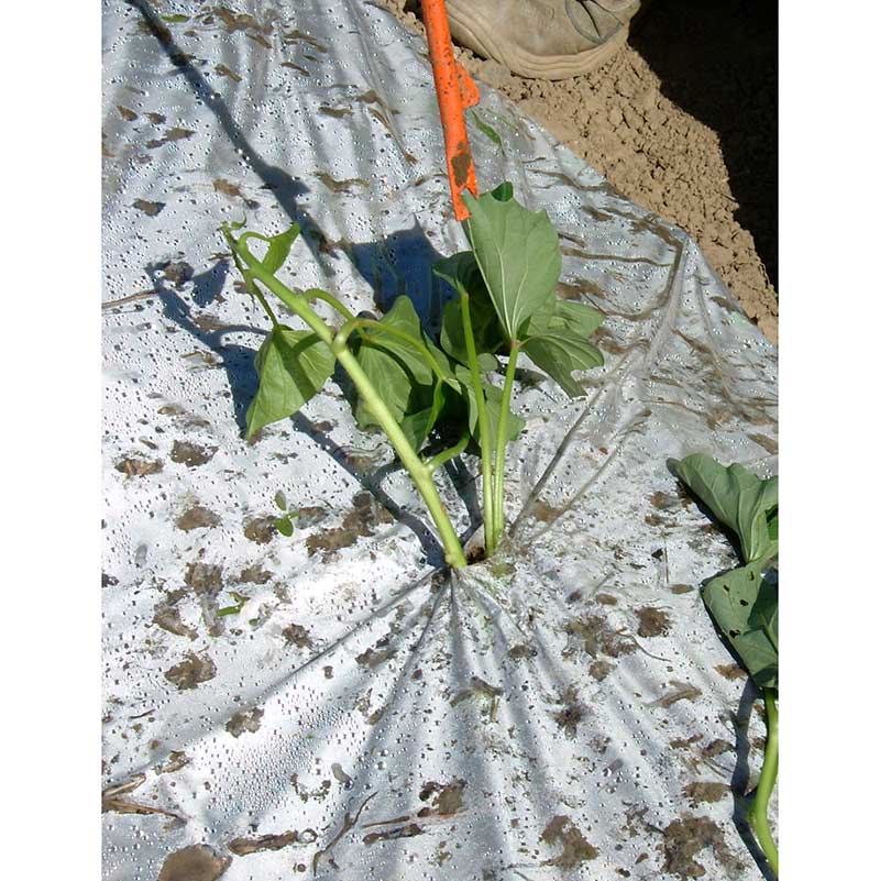 サンエー さすけ AP-02