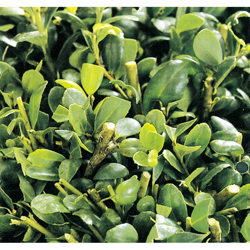 アルス 高枝電動バリカン DKRショート DKR-0330C-BK チップレシーバー付き 1.0m 