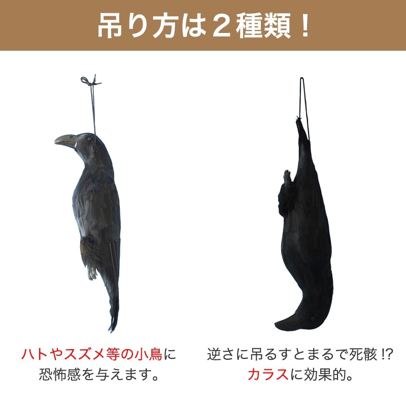 ミツギロン イヤガラス EG-38 ブラック ｜金象印の公式通販