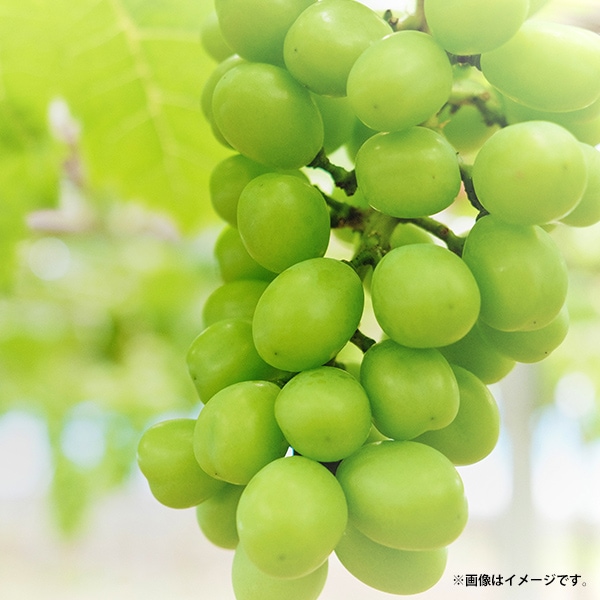 ＜準備中>【送料込】特選山形県庄内産　数量限定！①特選シャインマスカット1房(700～800g)　4,980円②大粒ぶどう･厳選3種(計約2.5kg)7,480円