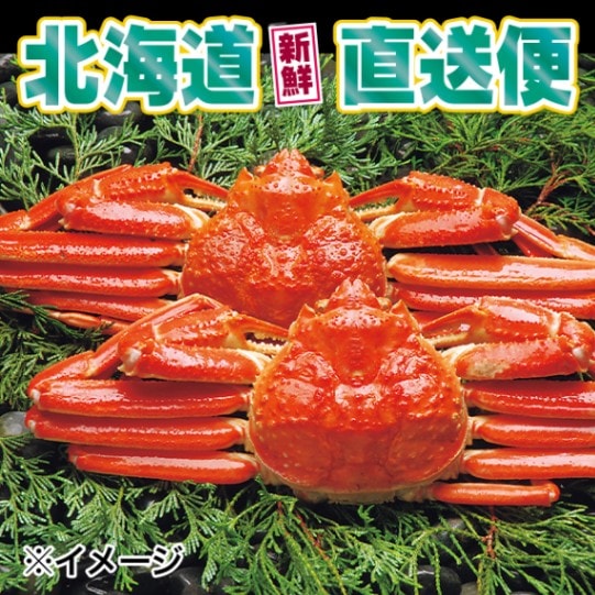 【北海道新鮮直送便】 （送料はまとめ買いがお得！）活〆浜茹ズワイガニ2尾セット[大]（ズワイガニ特大2尾／約1.2kg）