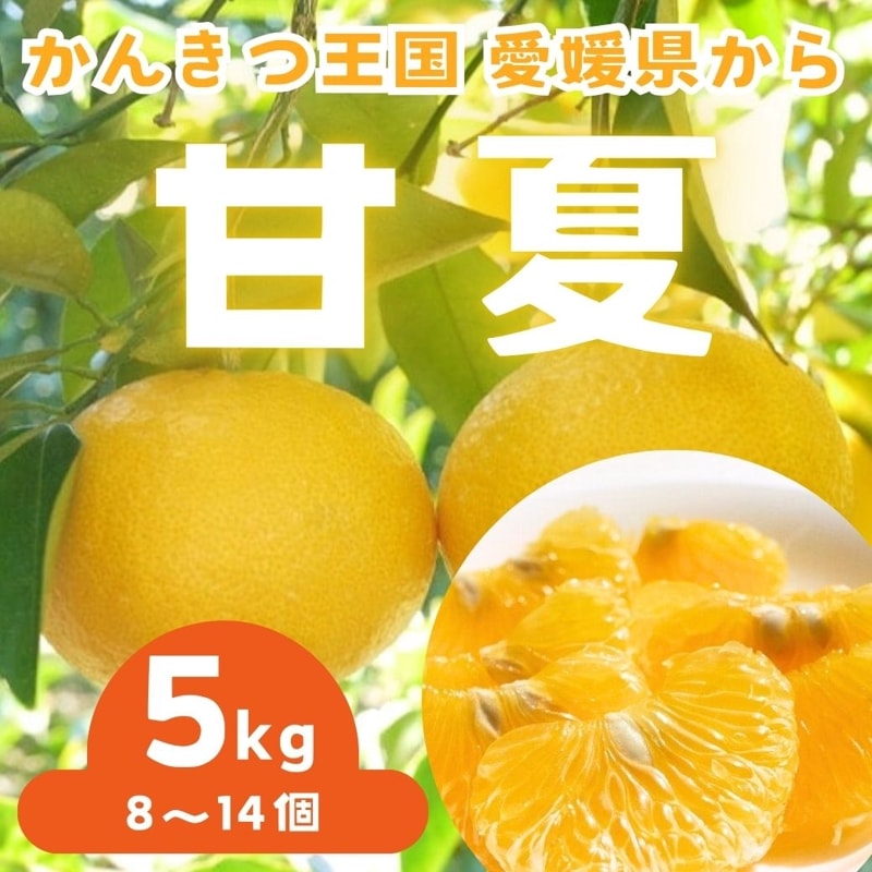 送料込】愛媛県愛南町 農園から直送！『甘夏』ご家庭用・訳あり品