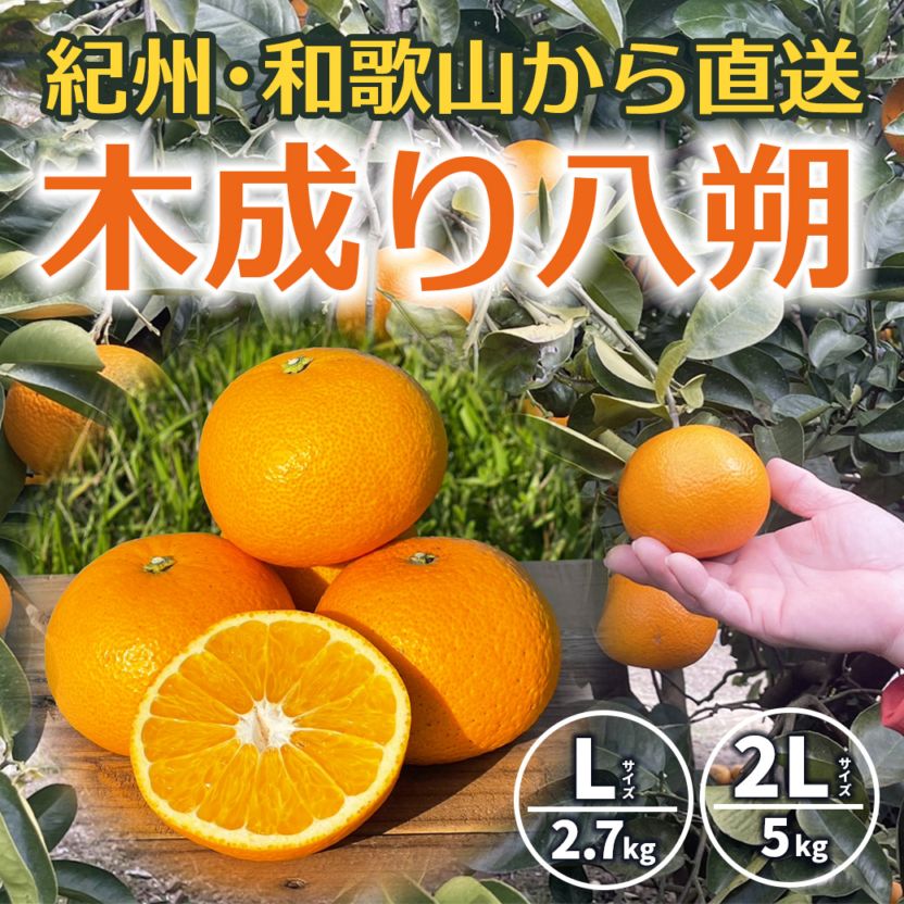 【送料込】紀州・和歌山から旬の柑橘！「木成り八朔(はっさく)」Lサイズ2.7kg（8～9個）/2Lサイズ5.0kg（13～15個）