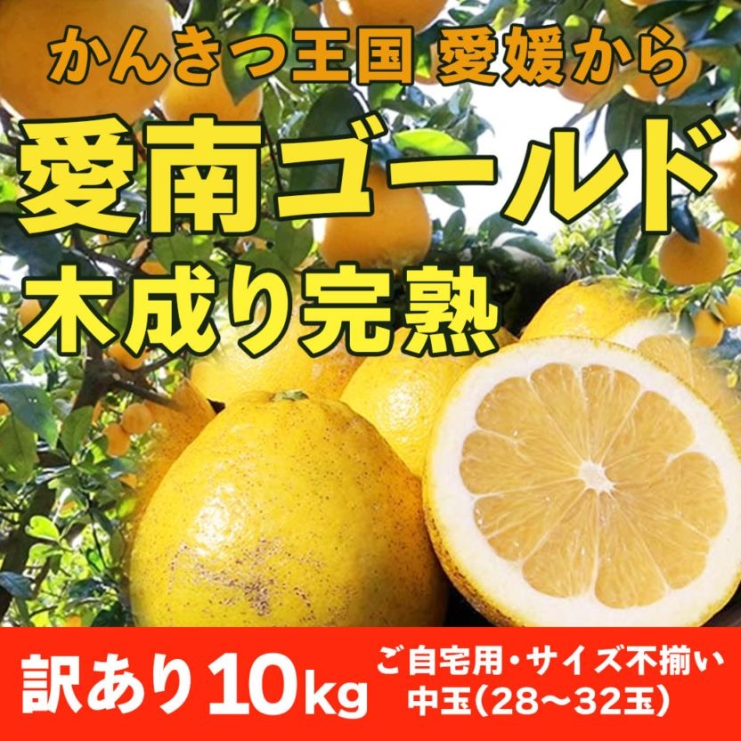 【送料込】愛媛県愛南町よりお届け！河内晩柑「愛南ゴールド 木成り完熟」 ご家庭用・訳あり品10kg(サイズ不揃い)