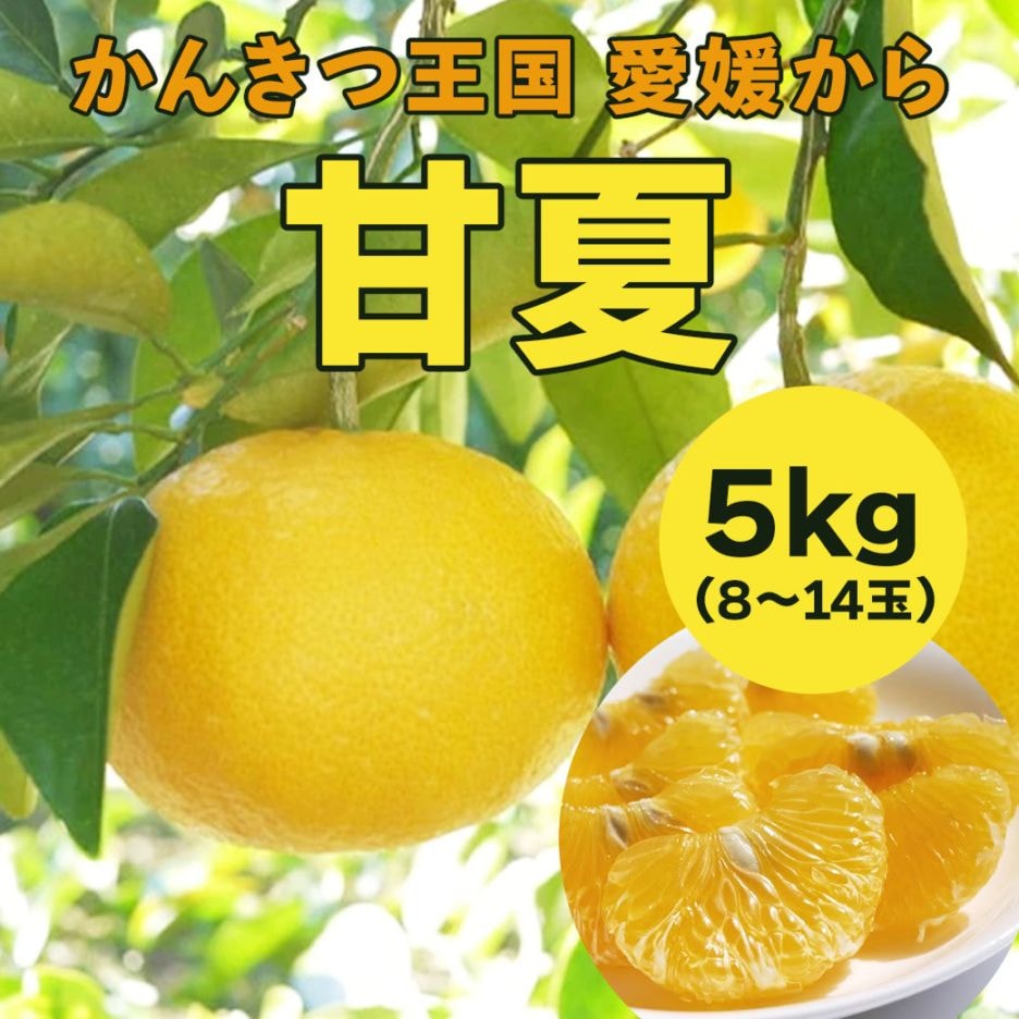 【送料込】みずみずしい果肉と爽やかな酸味がたまらない！愛媛県愛南町の農園からお届け『甘夏』5kg (8～14個)