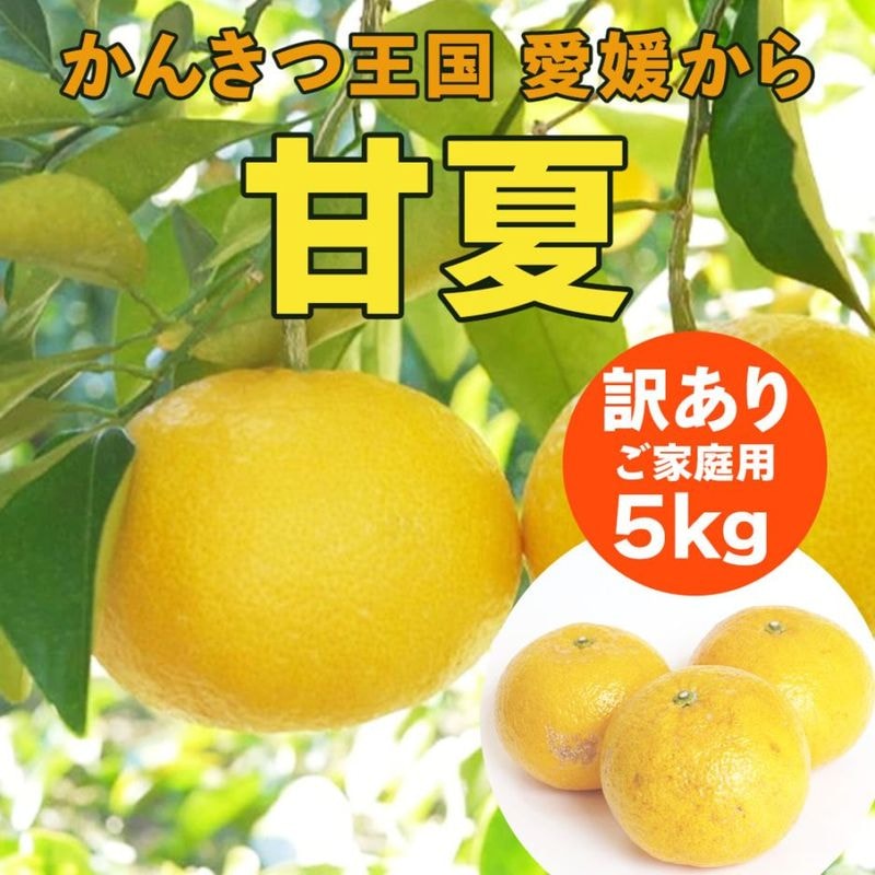 【送料込】みずみずしい果肉と爽やかな酸味がたまらない！愛媛県愛南町の農園からお届け『甘夏』ご家庭用・訳あり品 5kg (サイズ不揃い)