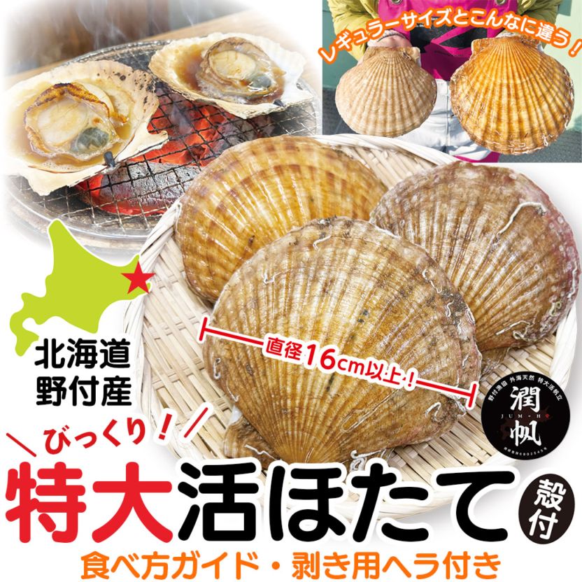 【送料込】『びっくり！特大活ほたて【潤帆】（殻付き）3枚セット』北海道 野付半島産・直径16cm以上「おいしい食べ方ガイド・剥き用ヘラ」付き！