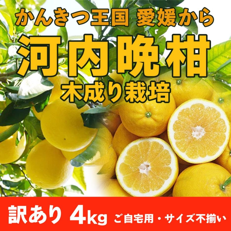 【送料込】愛媛県愛南町の農園より直送！「木成り栽培」にこだわった 河内晩柑 ご家庭用・訳あり品4kg(サイズ不揃い)