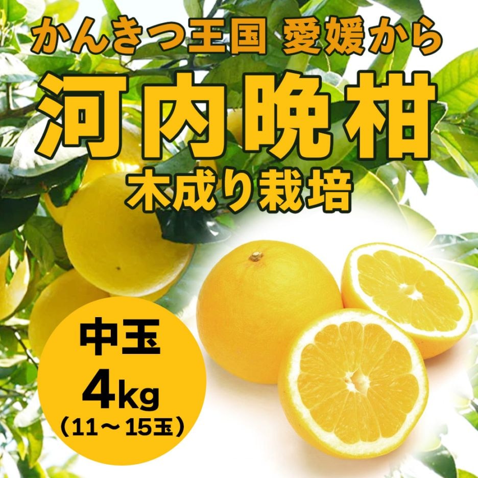 【送料込】愛媛県愛南町の農園より直送！「木成り栽培」にこだわった 河内晩柑中玉4kg(11～15個)