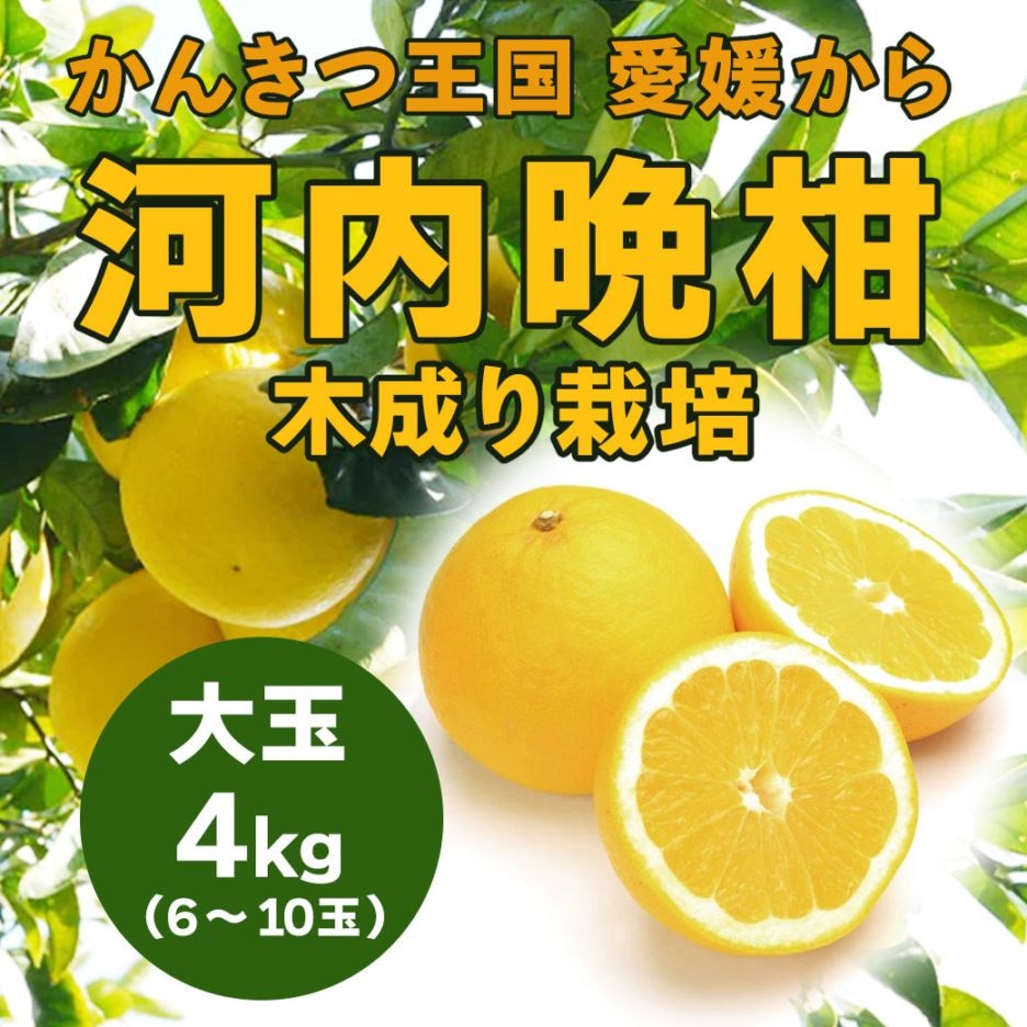 【送料込】愛媛県愛南町の農園より直送！「木成り栽培」にこだわった 河内晩柑大玉4kg(6～10個)