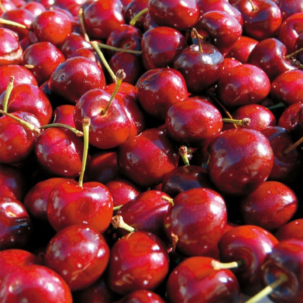 【2026年シーズン到来！完全ご予約制】アメリカンチェリー（ビング種）700ｇ 3,980円/1kg 5,580円/2kg 9,380円