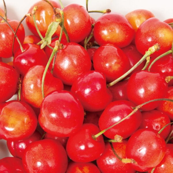 大粒アメリカンチェリー2300gあっぷ パリッと大粒！濃厚完熟アメリカンチェリー100g量り売り : フルーツ