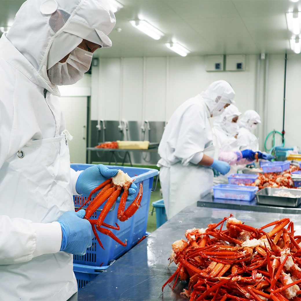 <150セット限定>今がまさに旬！！本場日本海 香住漁港水揚げ! むき香住がにセット｢棒身 300g･バラ身 300g｣