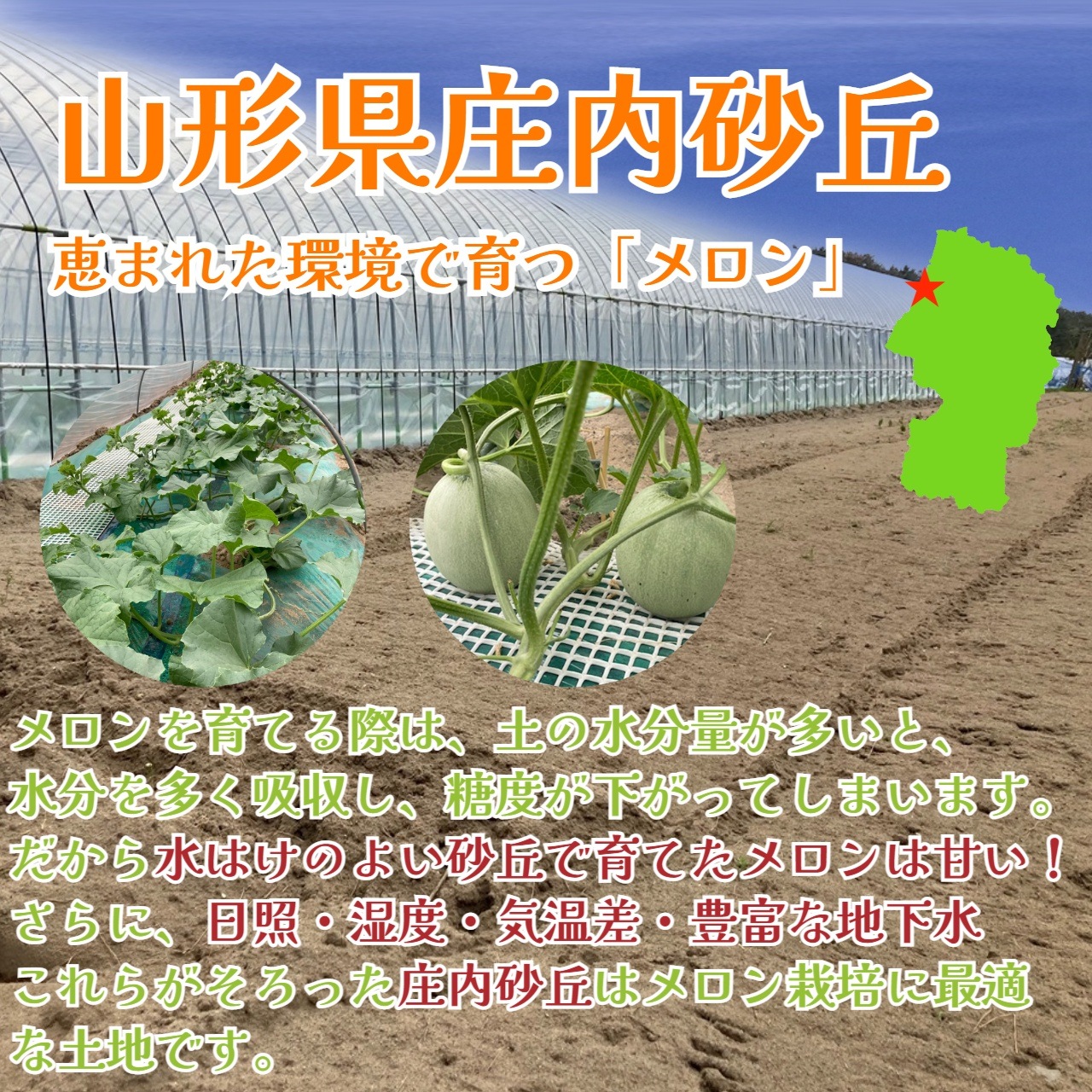 【送料込・山形県産・ 早坂さんの庄内砂丘メロン】 糖度１６度前後の大玉秀品２玉（赤肉・青肉 約1.9ｋｇｘ2玉）　　