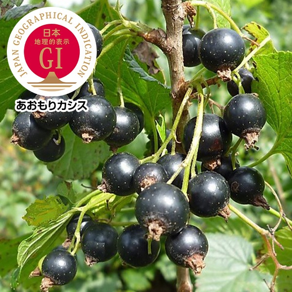 【信頼のGIマーク】特別栽培！自然の恵みを詰め込んだ一粒「あおもりカシス」（冷凍果実）500g×2袋
