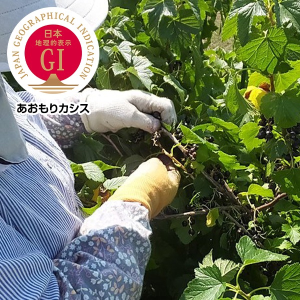 【信頼のGIマーク】特別栽培！自然の恵みを詰め込んだ一粒「あおもりカシス」（冷凍果実）500g×2袋