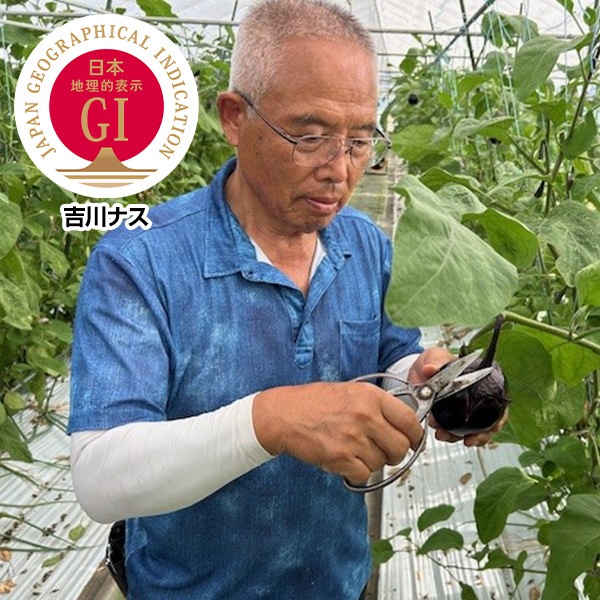 10/8夜放送・人気バラエティ番組で紹介された吉川ナス！【信頼のGIマーク】コロンとした見た目が可愛い！！「吉川ナス」（①大サイズ/290g以上340g未満×8個　3,031円）（②中サイズ/240g以上290g未満×9個　2,653円）
