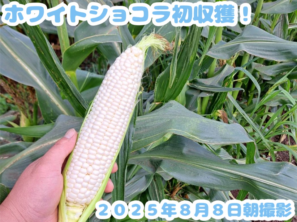 【糖度20度前後!】白いとうもろこし 「ホワイトショコラ」 10本入り(約4~5kg)、20本入り(約8kg以上) 北海道富良野市山部より朝採り直送