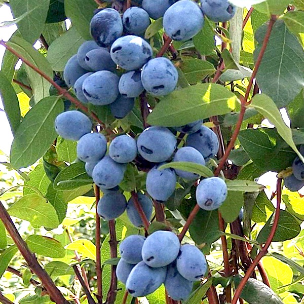 【送料込】「富良野市山部・冷凍ハスカップ１kgパック」 摘みたての美味しさをそのままギュッと冷凍！栄養たっぷり！！