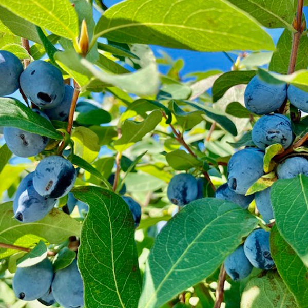 【送料込】「富良野市山部・冷凍ハスカップ１kgパック」 摘みたての美味しさをそのままギュッと冷凍！栄養たっぷり！！