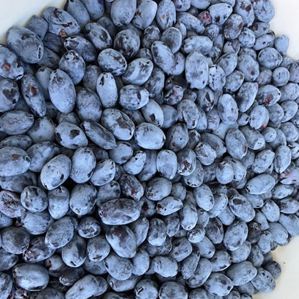 【送料込】「富良野市山部・冷凍ハスカップ１kgパック」 摘みたての美味しさをそのままギュッと冷凍！栄養たっぷり！！