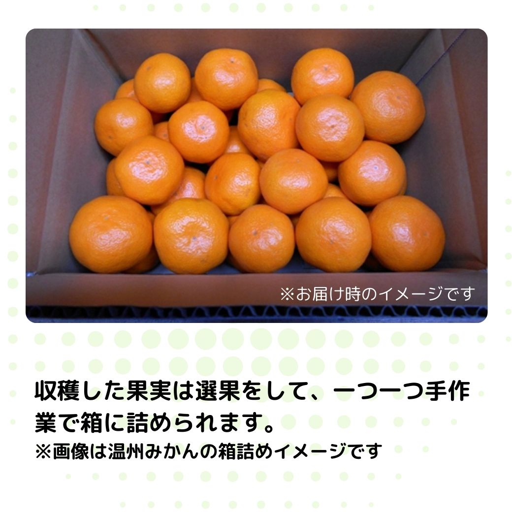 【送料込】愛媛の農園より直送！【柑橘『はるか』／いのうえ果樹園】爽やかな甘みが格別！ サイズは無選別（2S～2L）2kgまたは4kg