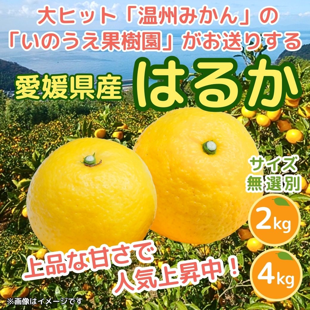 【送料込】愛媛の農園より直送！【柑橘『はるか』／いのうえ果樹園】爽やかな甘みが格別！ サイズは無選別（2S～2L）2kgまたは4kg