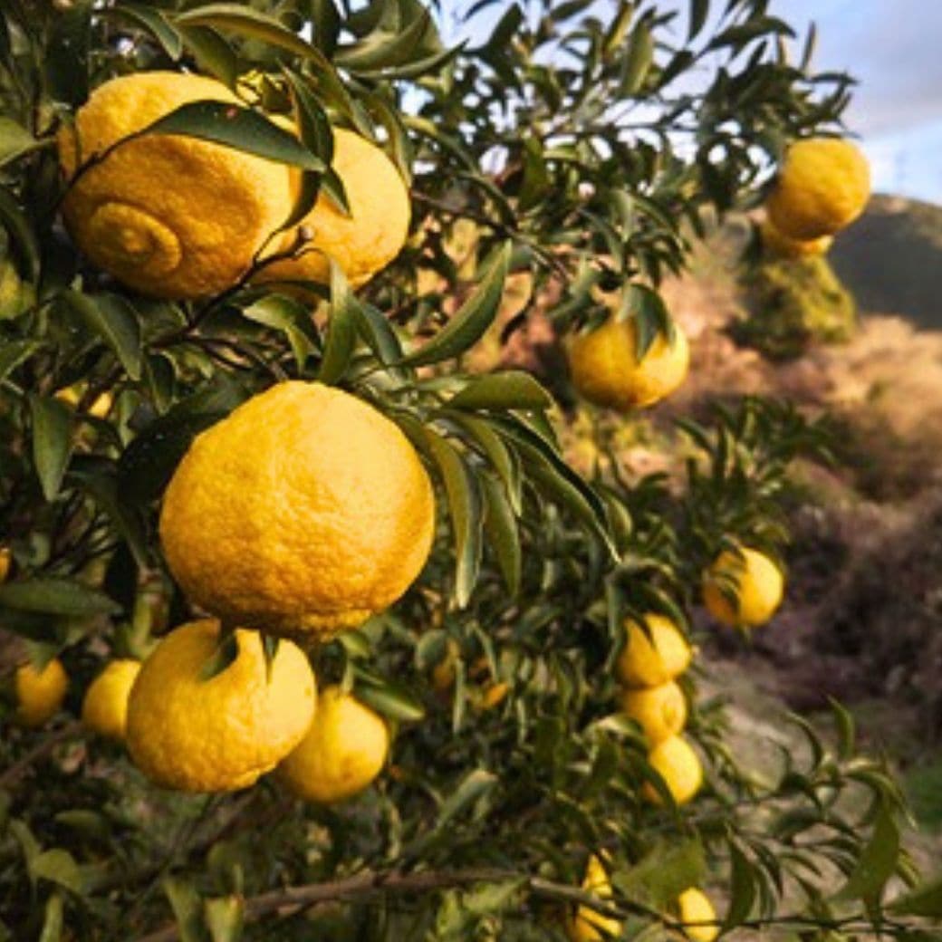 【送料込】愛媛の農園より直送！【柑橘『はるか』／いのうえ果樹園】爽やかな甘みが格別！ サイズは無選別（2S～2L）2kgまたは4kg