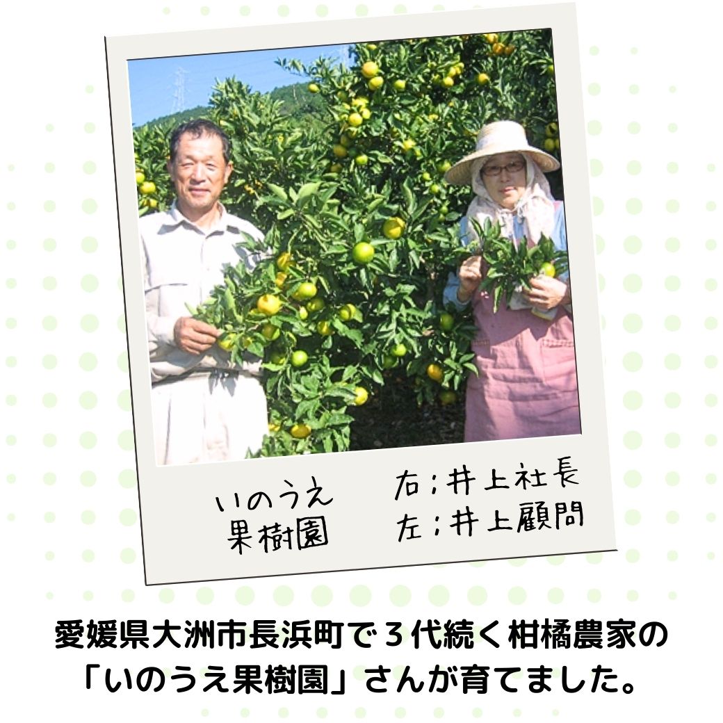 （予約販売：3月中旬以降発送）200g増量中【送料込】愛媛の農園より直送！『清見オレンジ／いのうえ果樹園】太陽をたっぷり浴びて完熟！サイズは無選別（2S～2L）2.2kgまたは4.2kg