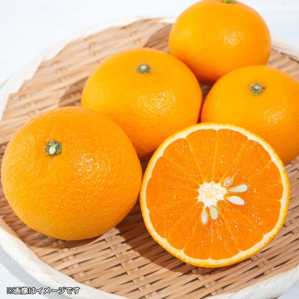 （予約販売：3月中旬以降発送）200g増量中【送料込】愛媛の農園より直送！『清見オレンジ／いのうえ果樹園】太陽をたっぷり浴びて完熟！サイズは無選別（2S～2L）2.2kgまたは4.2kg