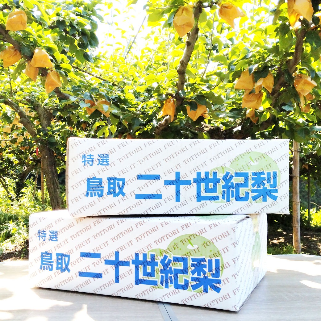 【送料込】≪池本農園直送☆二十世紀梨≫みずみずしいシャキッと果肉にジューシーな果汁がたっぷり！（3kg/約7～10個・ご家庭用）