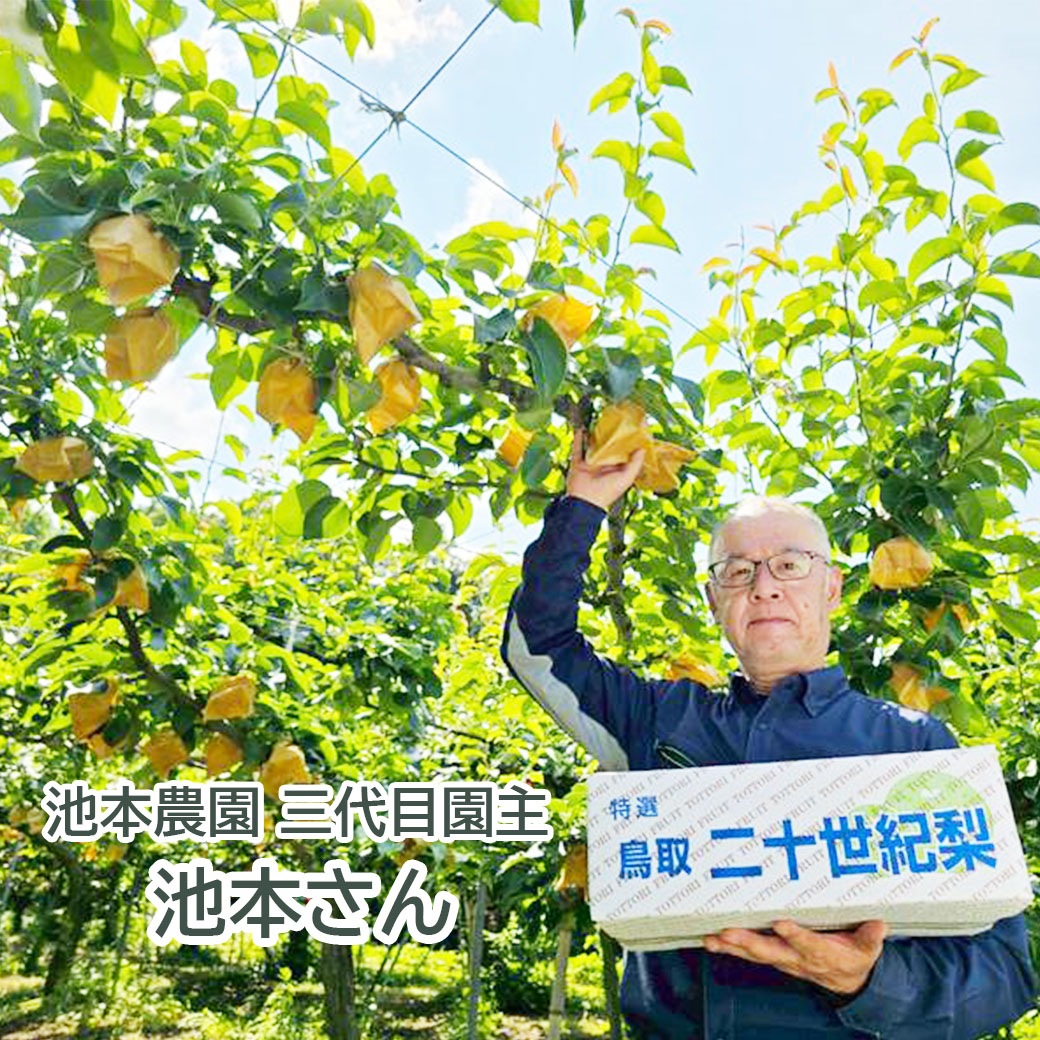 【送料込】≪池本農園直送☆二十世紀梨≫みずみずしいシャキッと果肉にジューシーな果汁がたっぷり！（3kg/約7～10個・ご家庭用）