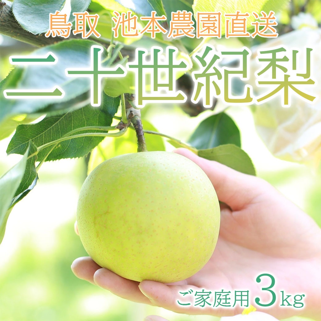 【送料込】≪池本農園直送☆二十世紀梨≫みずみずしいシャキッと果肉にジューシーな果汁がたっぷり！（3kg/約7～10個・ご家庭用）