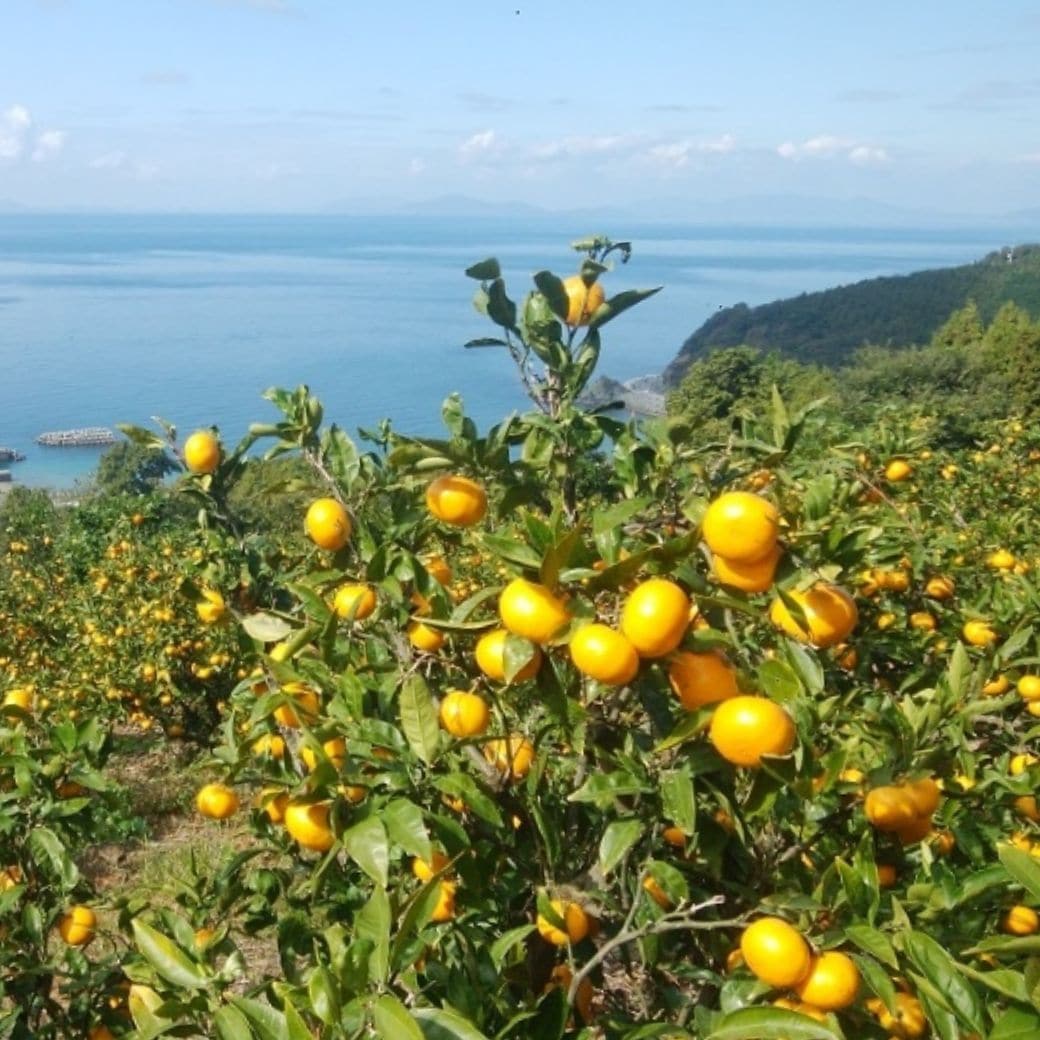 【送料込】愛媛の農園より直送！『しらぬい／いのうえ果樹園】濃厚な甘み、みずみずしい果肉　サイズは無選別（2S～2L）2kgまたは4kg