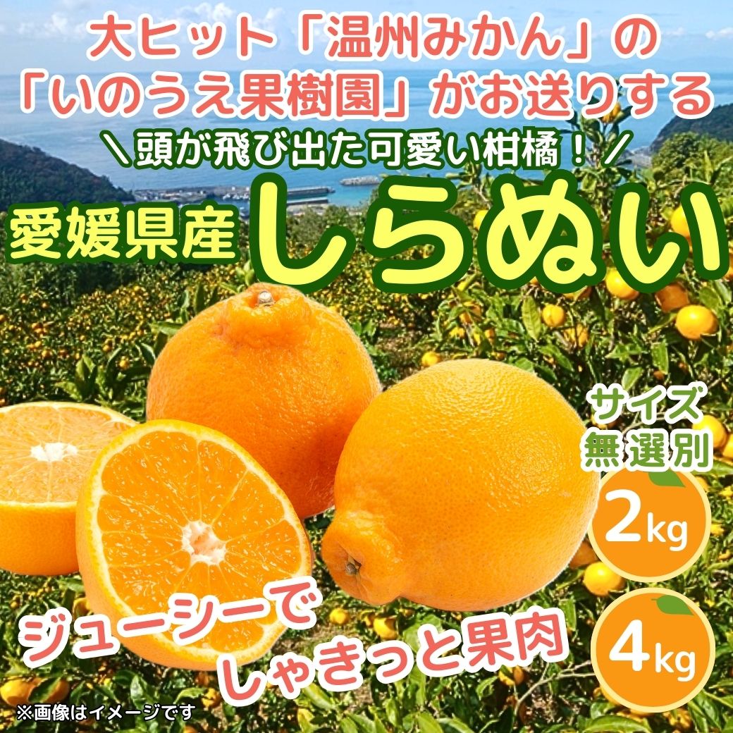【送料込】愛媛の農園より直送！『しらぬい／いのうえ果樹園】濃厚な甘み、みずみずしい果肉　サイズは無選別（2S～2L）2kgまたは4kg