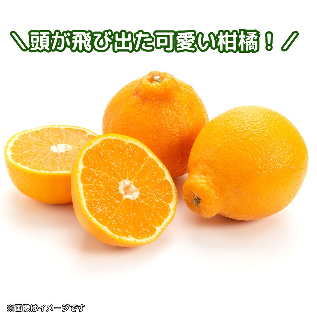 【送料込】愛媛の農園より直送！『しらぬい／いのうえ果樹園】濃厚な甘み、みずみずしい果肉　サイズは無選別（2S～2L）2kgまたは4kg