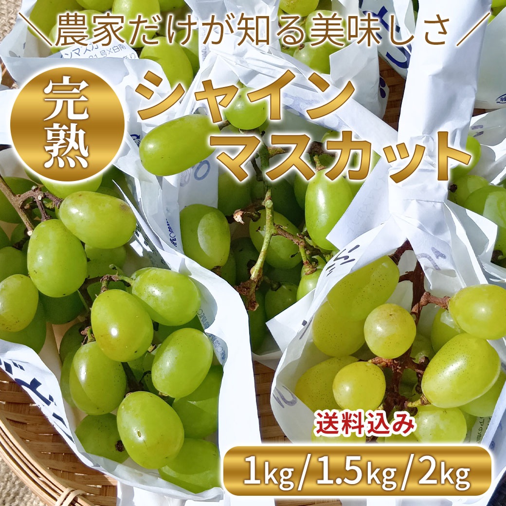 送料込】訳あり完熟！農家だけが知る『黄金色のシャインマスカット