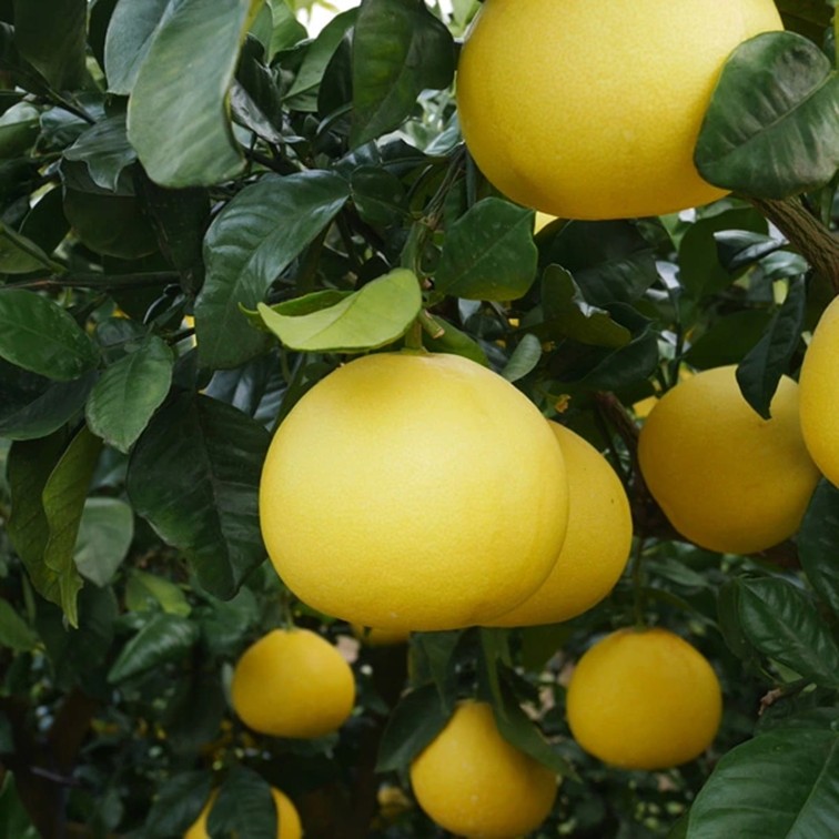 【送料込】太陽の恵みたっぷり！愛媛県愛南町の農園からお届け『土佐文旦』中玉 4kg (8～12個)