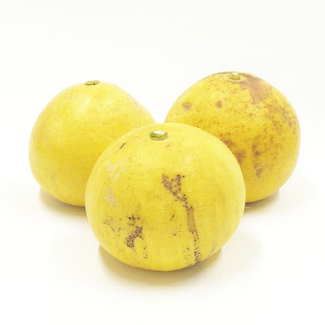 【送料込】太陽の恵みたっぷり！愛媛県愛南町の農園からお届け『土佐文旦』ご家庭用・訳あり品 4kg (サイズ不揃い)