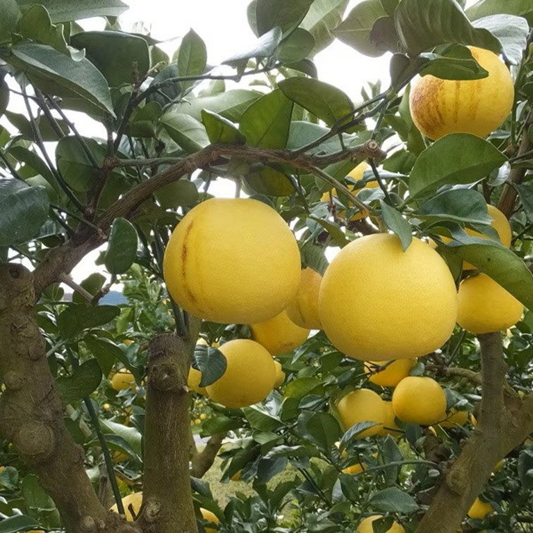 【送料込】太陽の恵みたっぷり！愛媛県愛南町の農園からお届け『土佐文旦』ご家庭用・訳あり品 4kg (サイズ不揃い)