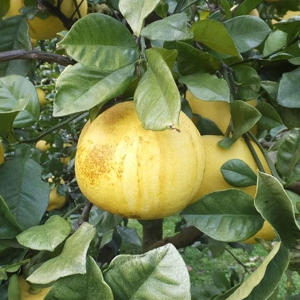 【送料込】太陽の恵みたっぷり！愛媛県愛南町の農園からお届け『土佐文旦』ご家庭用・訳あり品 4kg (サイズ不揃い)