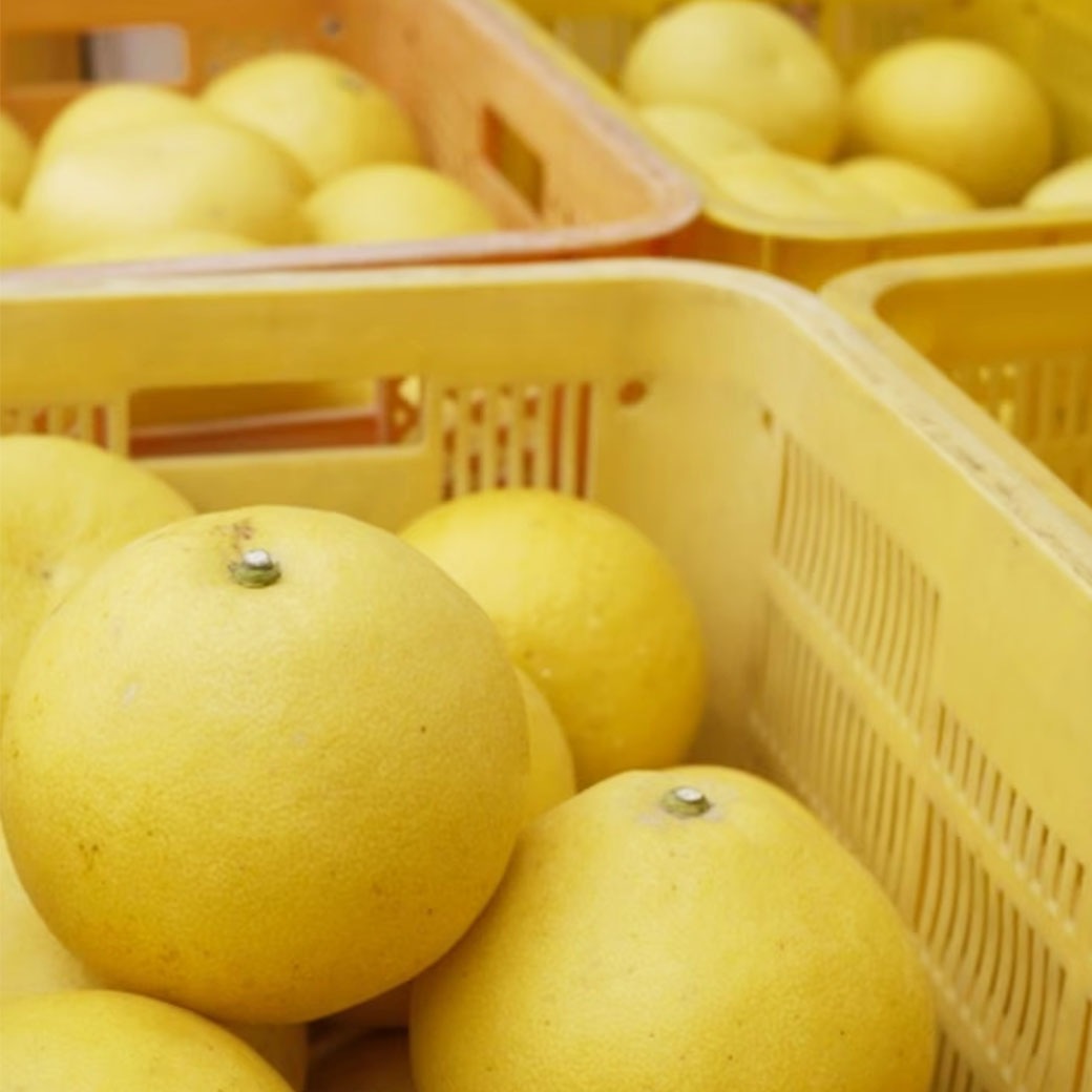 【送料込】太陽の恵みたっぷり！愛媛県愛南町の農園からお届け『土佐文旦』ご家庭用・訳あり品 4kg (サイズ不揃い)