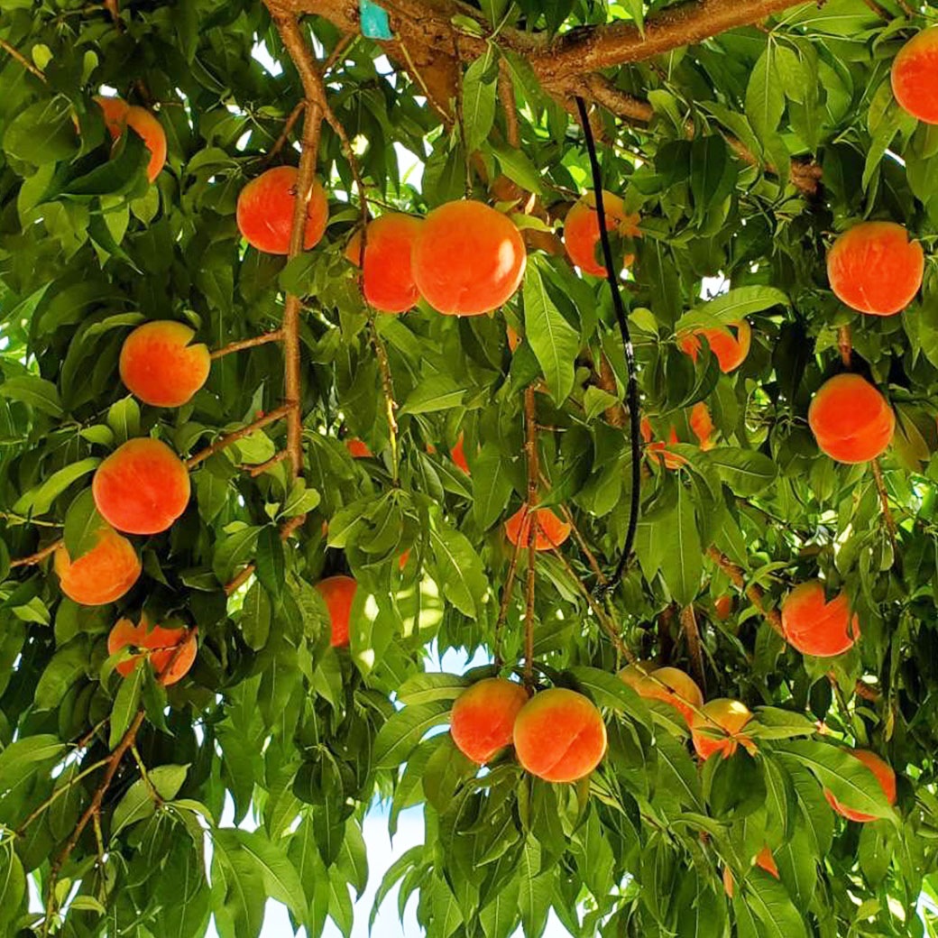 （予約販売）太陽と赤土が育んだ極上の甘み「桃 あかつき」贈答箱入り2.5～3kg（6～8玉）