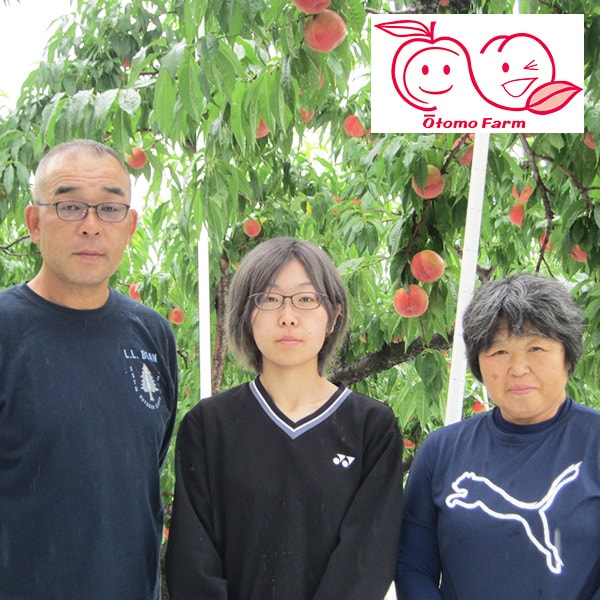 26年産【送料込】提携農園直送！美味しさじゅわっ『朝採り・福島の桃(晩生種)』（1.7kg・2.7kgセット）家庭向き・贈答向きが選べます！