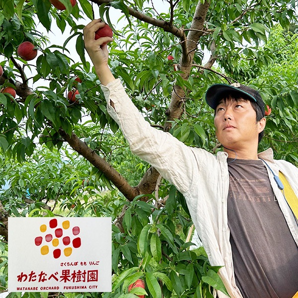 26年産【送料込】提携農園直送！美味しさじゅわっ『朝採り・福島の桃(晩生種)』（1.7kg・2.7kgセット）家庭向き・贈答向きが選べます！