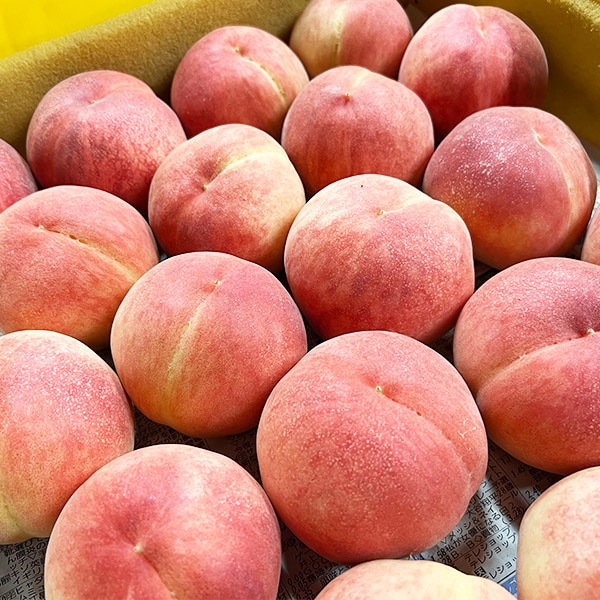 26年産【送料込】提携農園直送！美味しさじゅわっ『朝採り・福島の桃(晩生種)』（1.7kg・2.7kgセット）家庭向き・贈答向きが選べます！